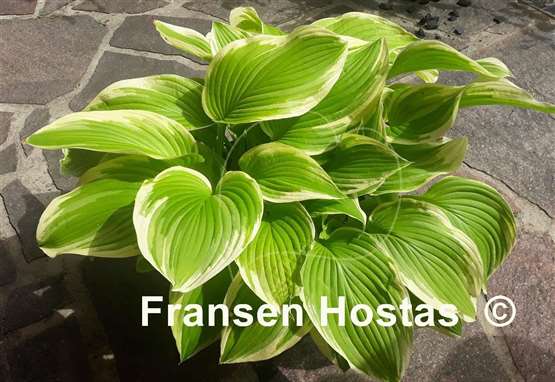 Hosta Fiesta